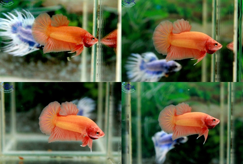 ตอนรับเทศกาล สงกรานต์ "คัดเกรด"ปลากัดครีบสั้น-Halfmoon Plakats Super Orenge