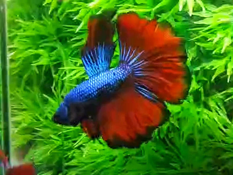 ปลากัดคัดเกรดครีบยาว - Halfmoon Fancy Red Blue Dragon Premium Quality Grade