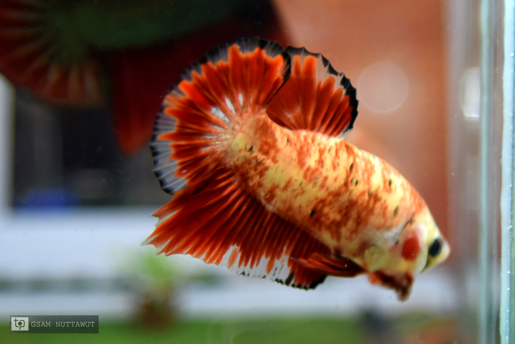 ปลากัดคัดเกรดครีบสั้น - Halfmoon Plakad Red Koi Marble Quality Grade