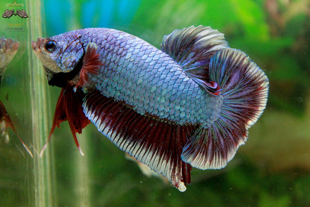 (ขายแล้วครับ)"คัดเกรด"ปลากัดยักษ์ครีบสั้น-Giant Halfmoon Plakats Fancy Salamander