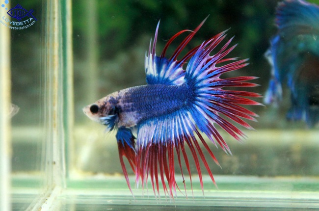 (ขายแล้วครับ)Crowntails Thailand