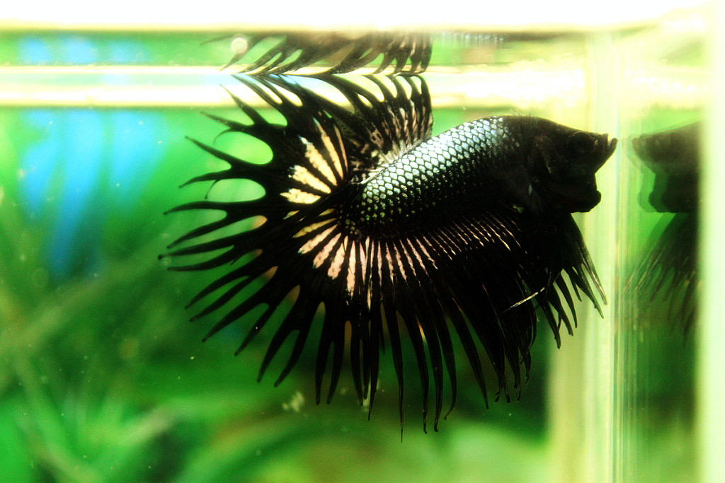 (ขายแล้วครับ)ปลากัดครีบยาวหางมงกุฎ-Crowntails Black Copper Quality Grade