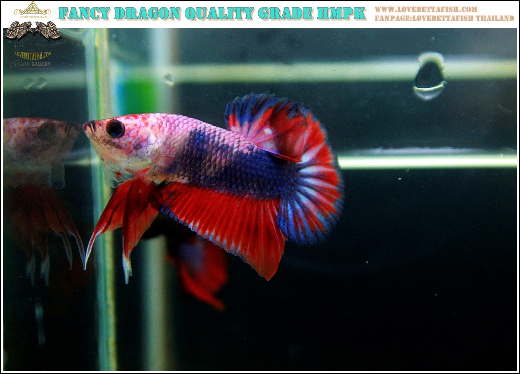 (ขายแล้วครับ)"คัดเกรด"ปลากัดครีบสั้น-Halfmoon Plakats Fancy Dragon Nice colors Nice Form