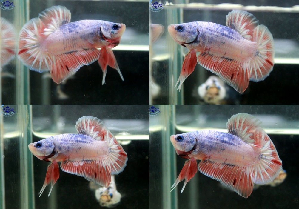 (ขายแล้วครับ)"คัดเกรด"ปลากัดครีบสั้น-Halfmoon Plakats Fancy Orange