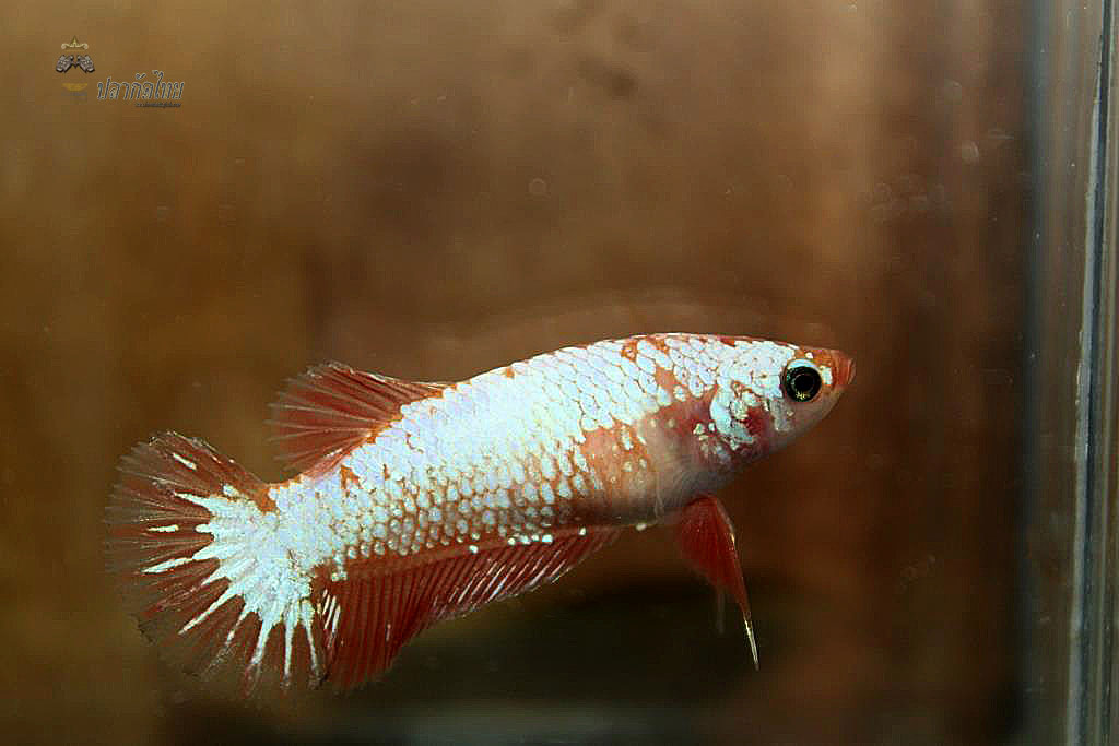 ปลากัดคัดเกรดครีบสั้นตัวเมีย - Female Halfmoon Plakad Fancy Dragon Premium Quality Grade
