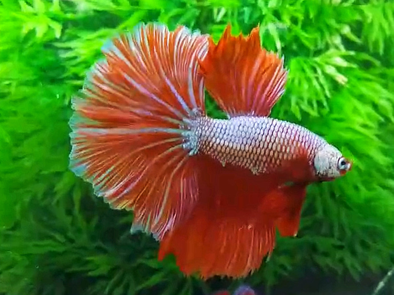 ปลากัดคัดเกรดครีบยาว - Halfmoon Fancy Orange Dragon Premium Quality Grade