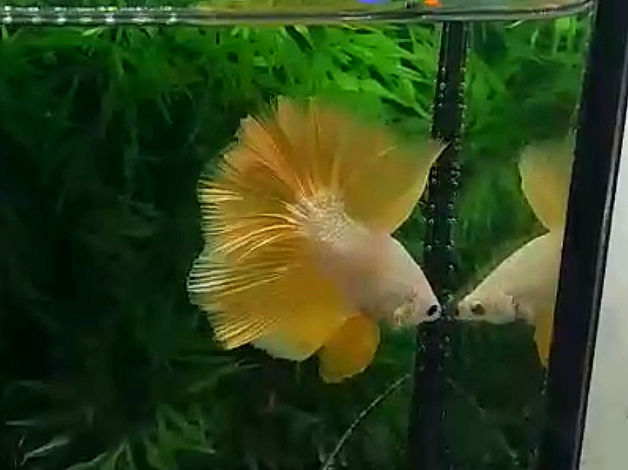 ปลากัดคัดเกรดครีบยาว - Halfmoon Gold Dragon Premium Quality Grade