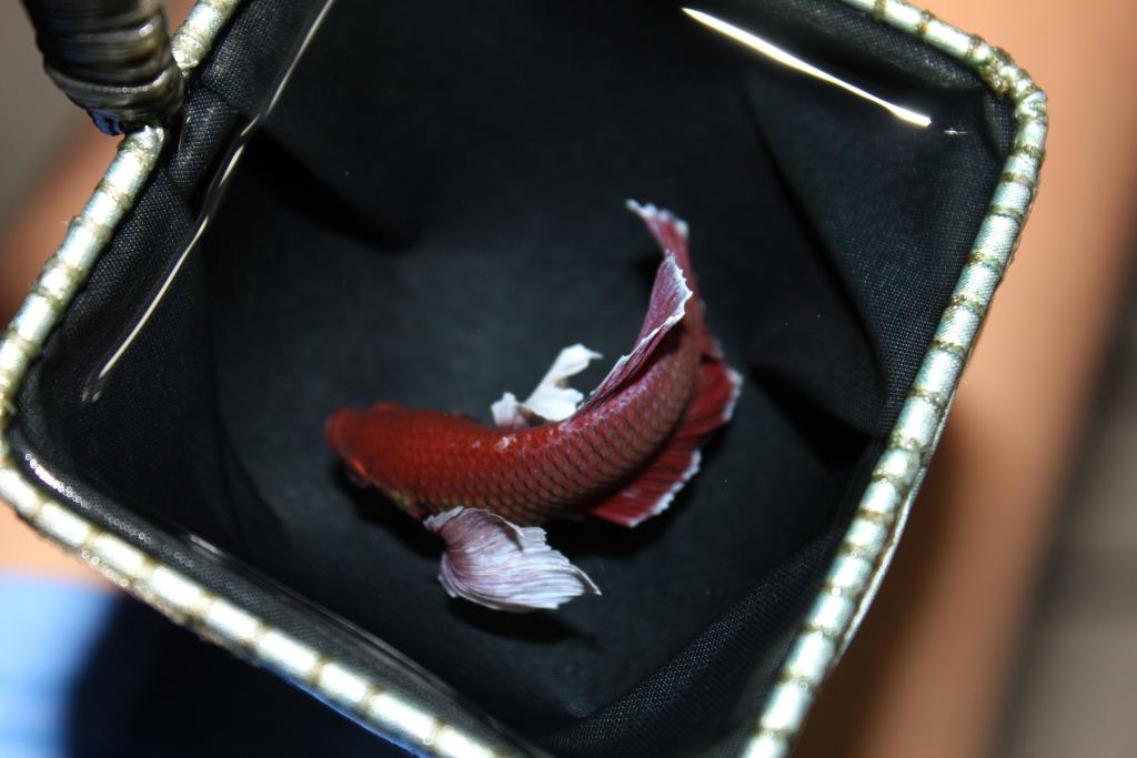 ปลากัดครีบสั้นหูช้าง-Big Ear Halfmoon Plakad Fancy Lavender