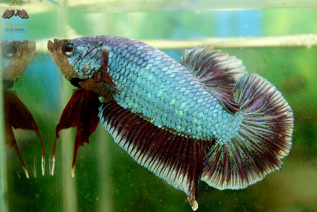 (ขายแล้วครับ)"คัดเกรด"ปลากัดยักษ์ครีบสั้น-Giant Halfmoon Plakats Fancy Salamander