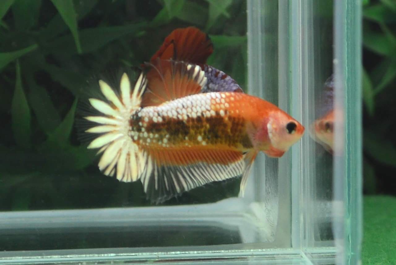 ปลากัดคัดเกรดครีบสั้น - Halfmoon Plakad Fancy Orange Premium Quality Grade