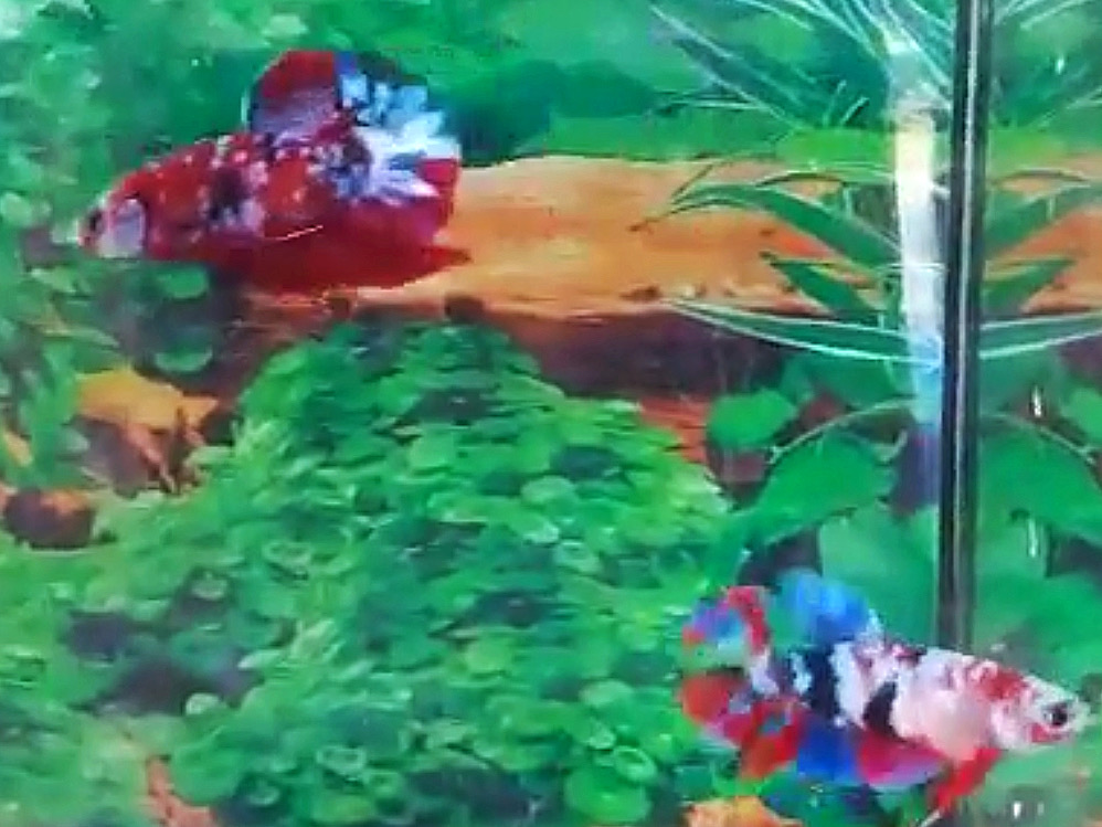 ปลากัดครีบสั้นคัดเกรดพ่อพันธุ์แม่พันธุ์พร้อมผสม“Facny Red Galaxy Koi 1 คู่”- Halfmoon Plakad Fancy Red Galaxy Koi Colors Premium Quality Grade