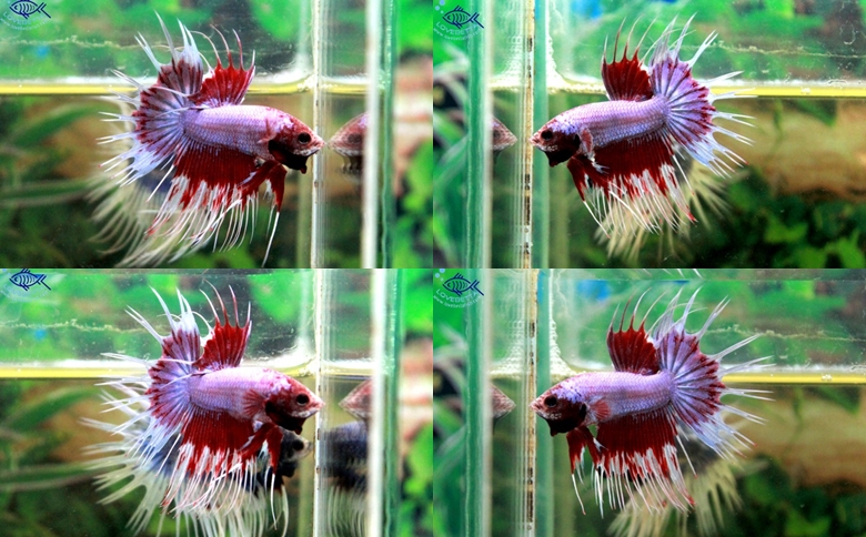 (ขายแล้วครับ)ปลากัดครีบยาวหางมงกุฏ-Crowntails Fancy