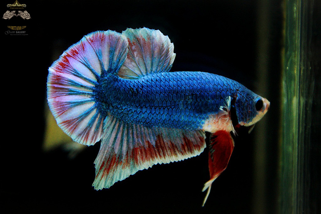 (ขายแล้วครับ)ตอนรับปีใหม่"คัดเกรด"ปลากัดครีบสั้น-Halfmoon Plakats Fancy Thailand