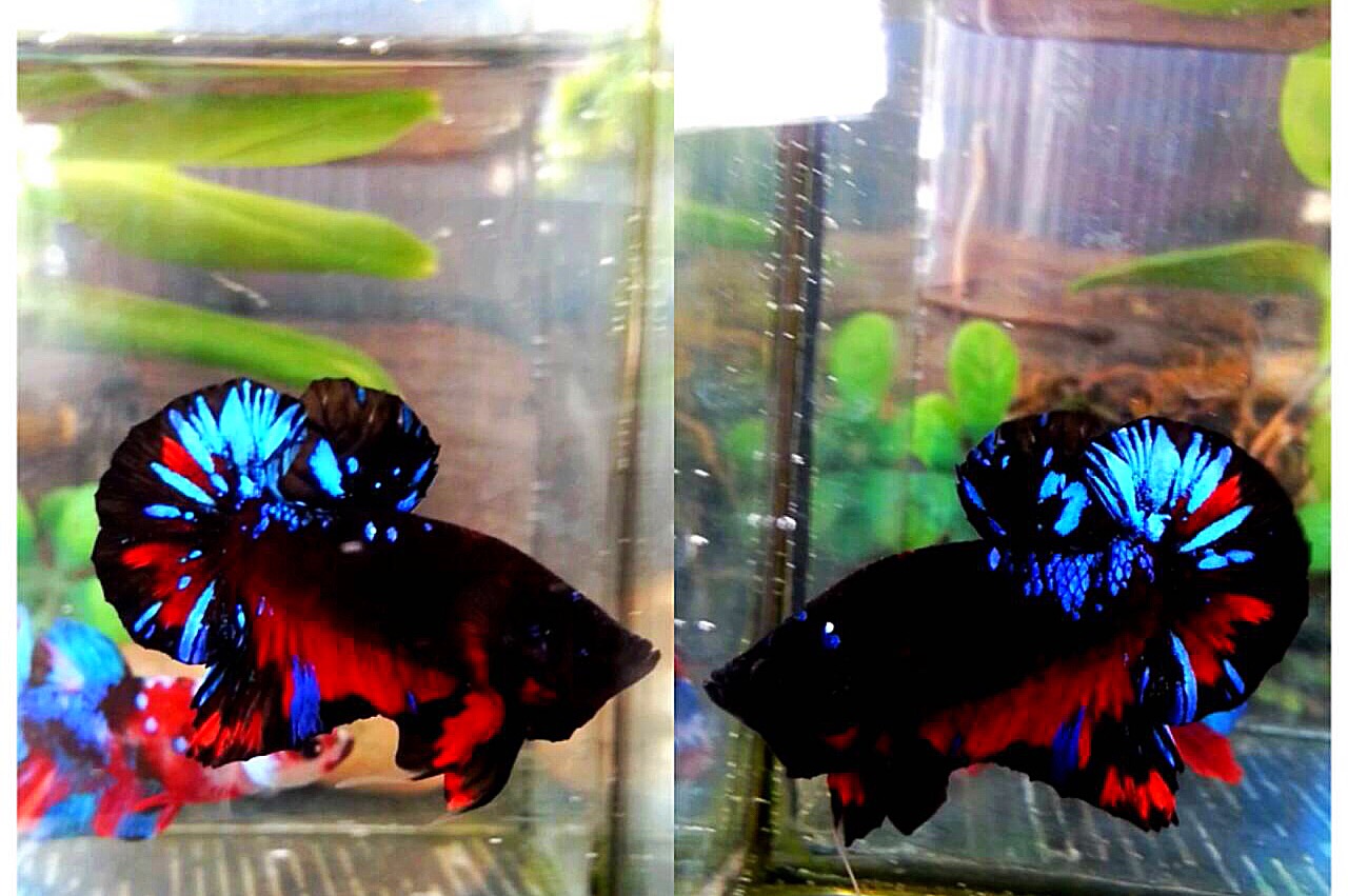 ปลากัดคัดเกรดครีบสั้นแฟนซี - Halfmoon Plakad Fancy Red Black Light Galaxy Premium Quality Grade
