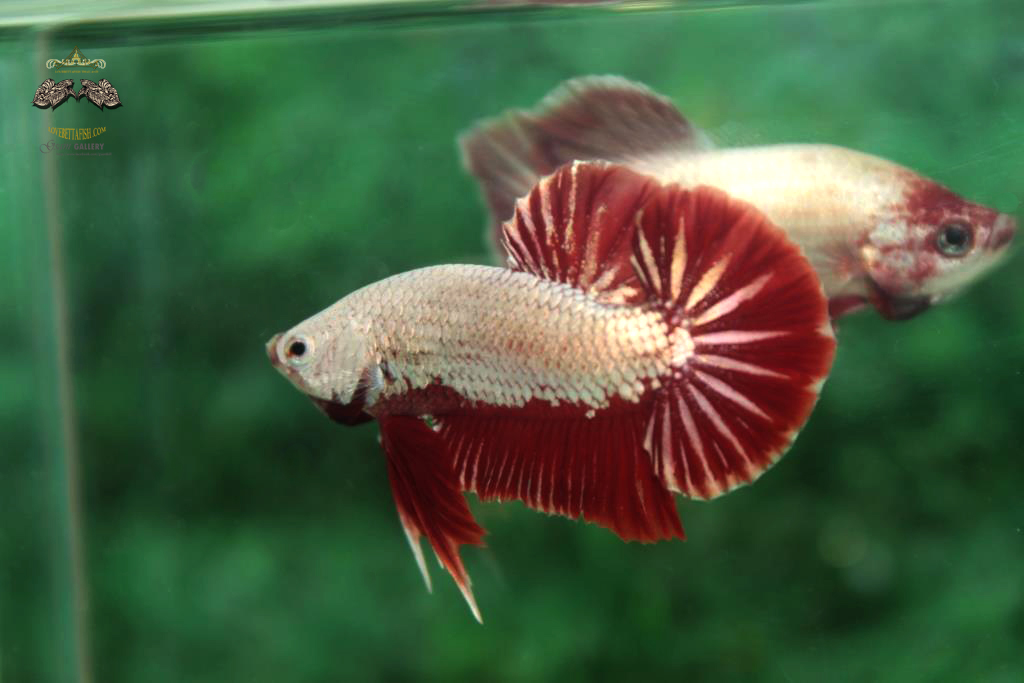 ปลากัดคัดเกรดครีบสั้น - Halfmoon Plakad Red Dragon Quality Grade