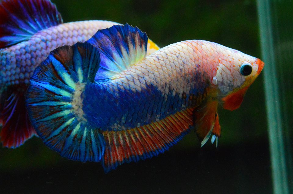 คัดเกรดปลากัดครีบสั้น-Halfmoon Plakad Fancy Dragon Qaulity Grade