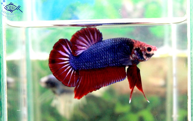 (ขายแล้วครับ)ปลากัดยักษ์ครีบสั้น-Giant Fancy