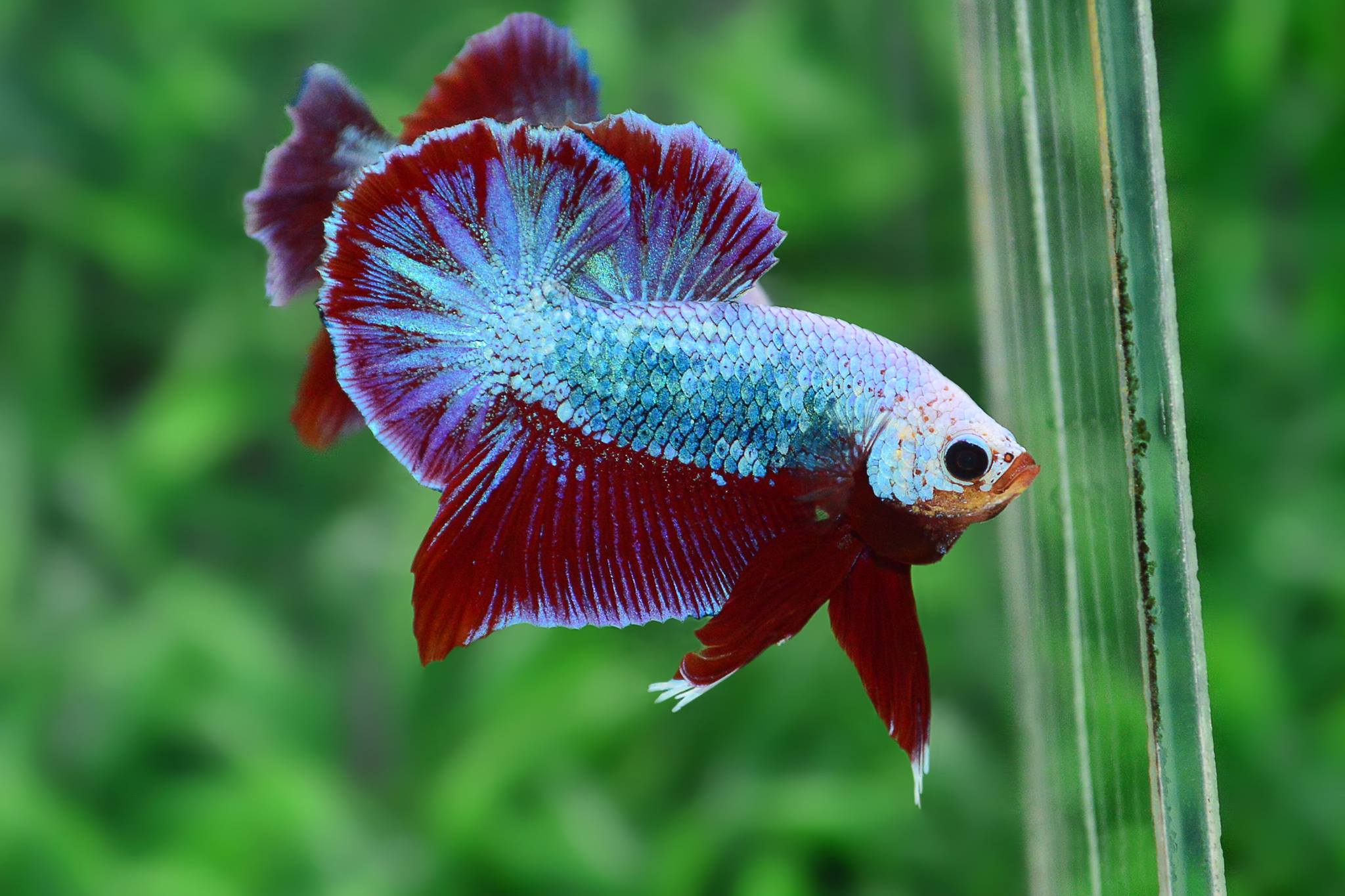 ปลากัดคัดเกรดครีบสั้น - Halfmoon Plakad Fancy Dragon Premium Quality Grade AAA+