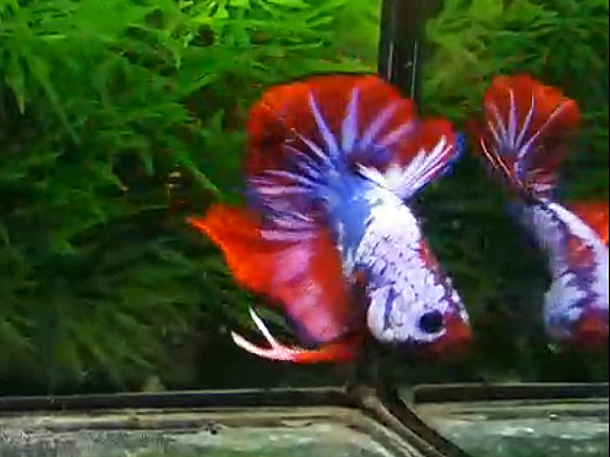 ปลากัดครีบสั้นคัดเกรด - Halfmoon Plakad Fancy Dragon Premium Quality Grade