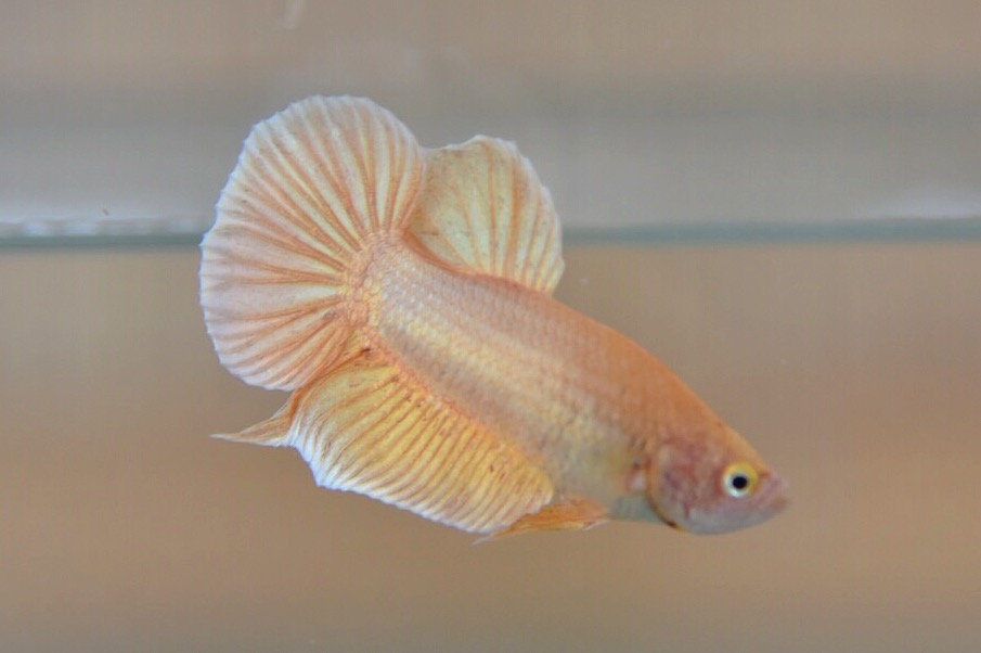 ปลากัดคัดเกรดครีบสั้น - Halfmoon Plakad Gold Quality Grade