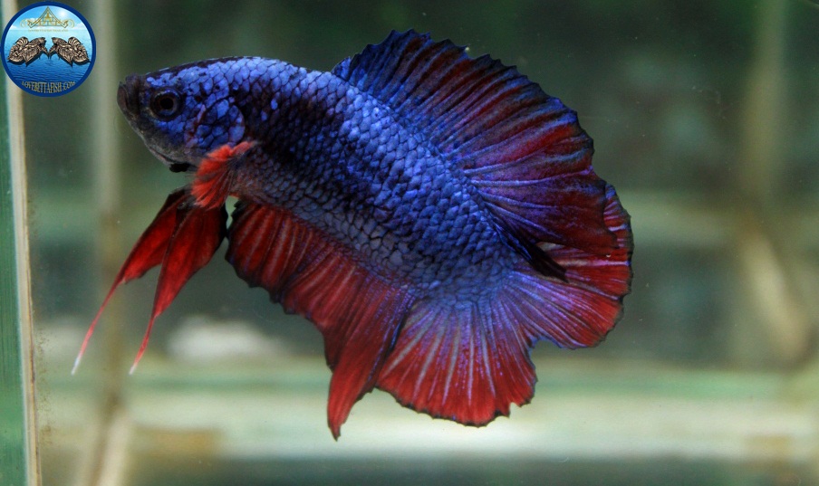 (ขายแล้วครับ)"คัดเกรด"ปลากัดครีบสั้น-Halfmoon Plakats Double Tails Fancy