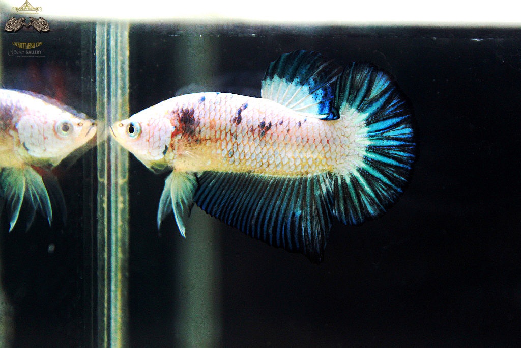 (ขายแล้วครับ)ตอนรับปีใหม่"คัดเกรด"ปลากัดครีบสั้น-Halfmoon Plakats Fancy Marble