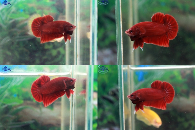 (ขายแล้วครับ)"คัดเกรด"ปลากัดครีบสั้น-Halfmoon Plakats Super Red