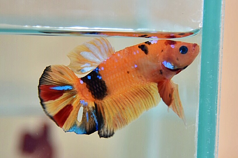 ปลากัดคัดเกรดครีบสั้น - Halfmoon Plakad Fancy Quality Grade