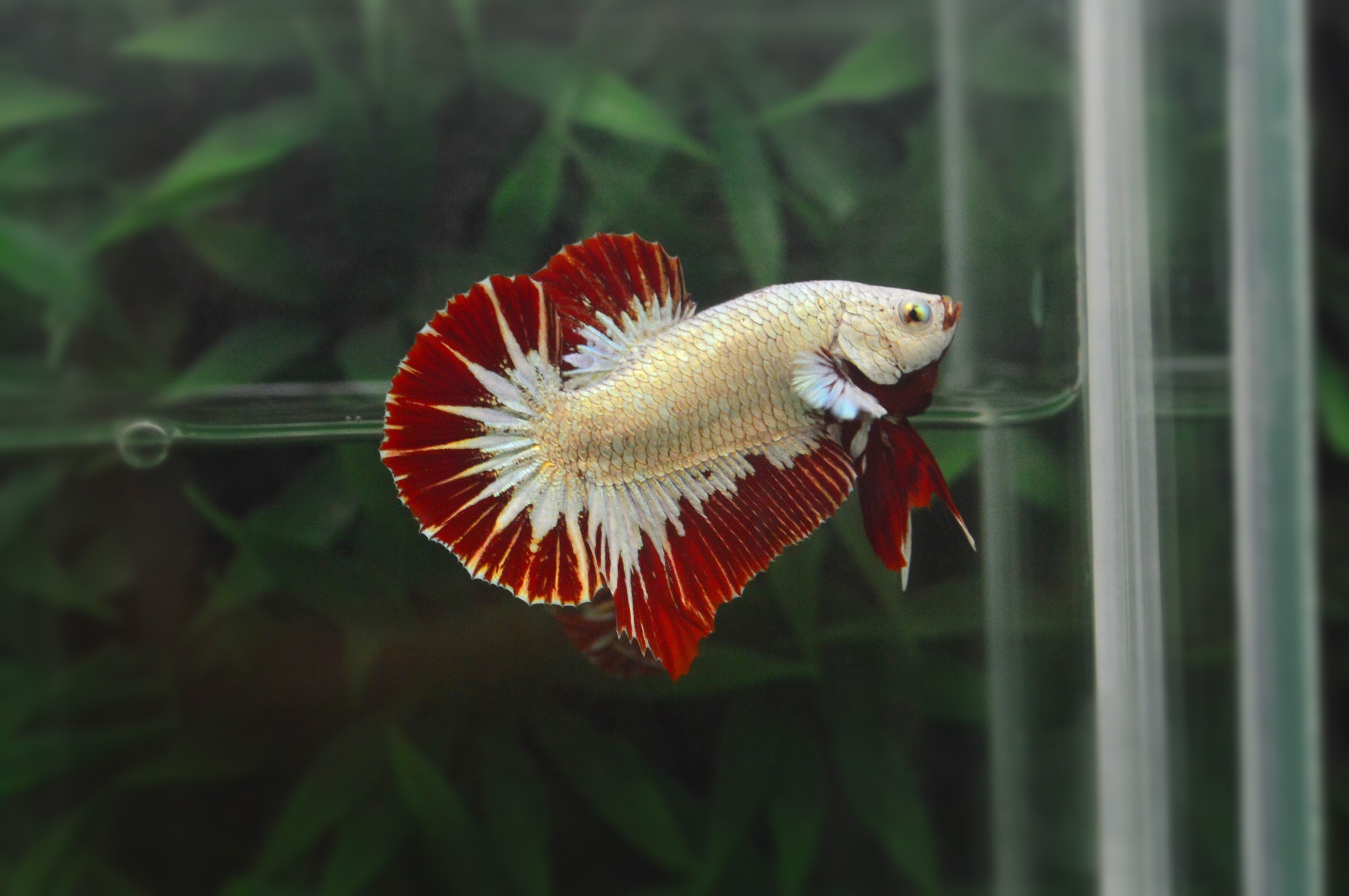 ปลากัดคัดเกรดครีบสั้นมังกรแดง - Halfmoon Plakad Red Dragon Premium Quality Grade