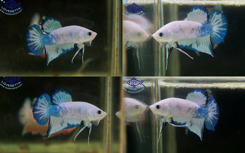(ขายแล้วครับ)ปลากัดสวยงามทรงปลาป่า-Halfmoon Plakats Fancy