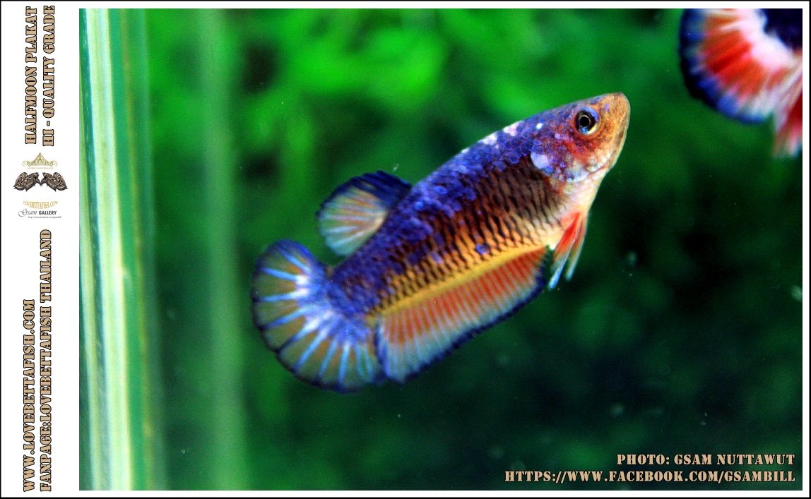 ตัวเมีย Hi - Premium Grade AAA+ คัดเกรดปลากัดครีบสั้น-Female Over Tails Halfmoon Plakad Fancy Blue Orange