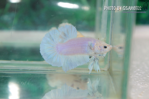 ปลากัดครีปสั้น - Halfmoon Plakats03