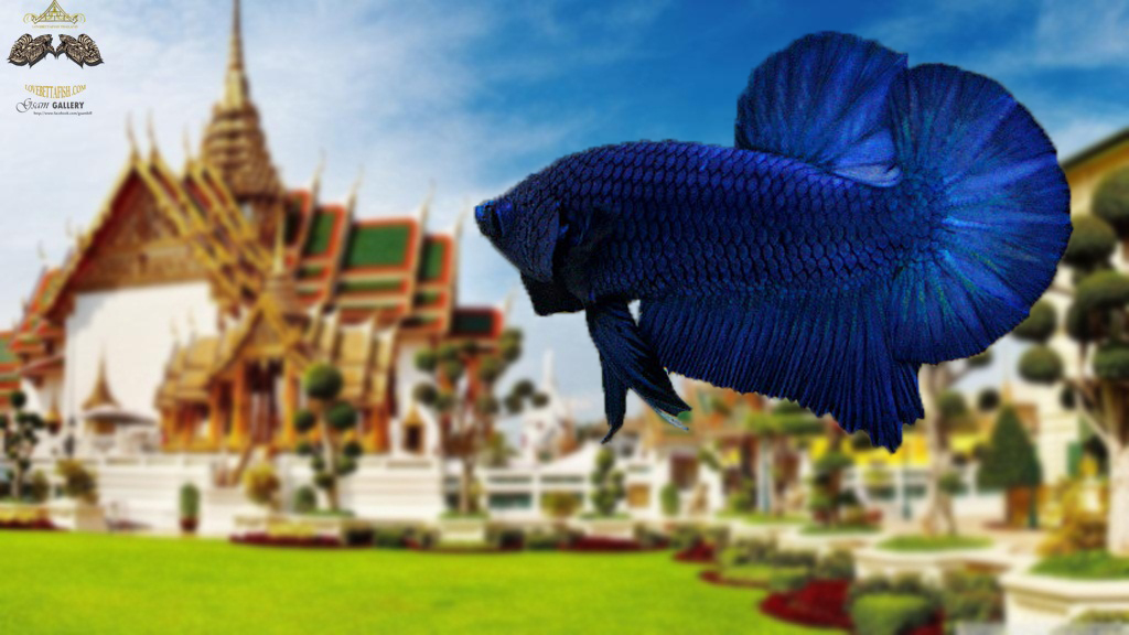 (ขายแล้วครับ)ตอนรับปีใหม่"คัดเกรด"ปลากัดครีบสั้น-Halfmoon Plakats Super Blue