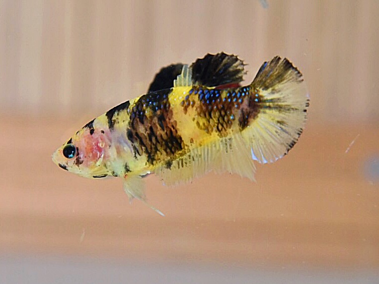 ปลากัดคัดเกรดครีบสั้นแฟนซี"ตัวเมีย" - Female Halfmoon Plakad Fancy Premium Quality Grade