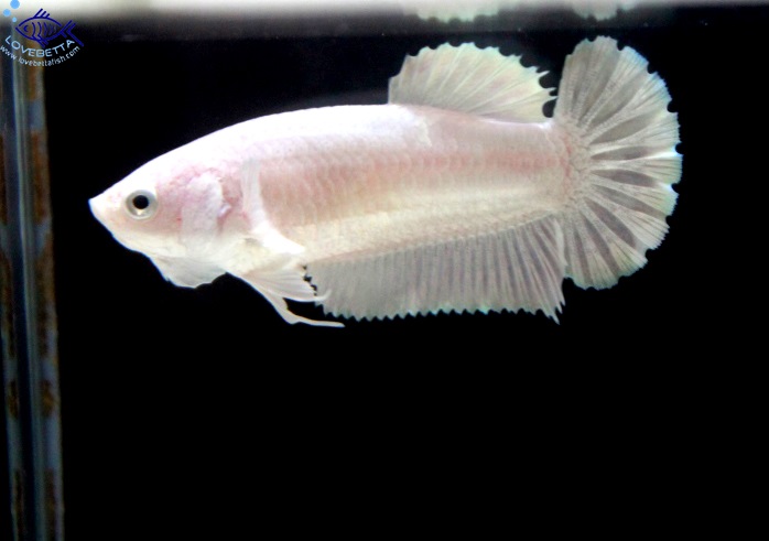 (ขายแล้วครับ)"คัดเกรด"ปลากัดครีบสั้นตัวเมีย-Female Halfmoon Plakats White Platinum