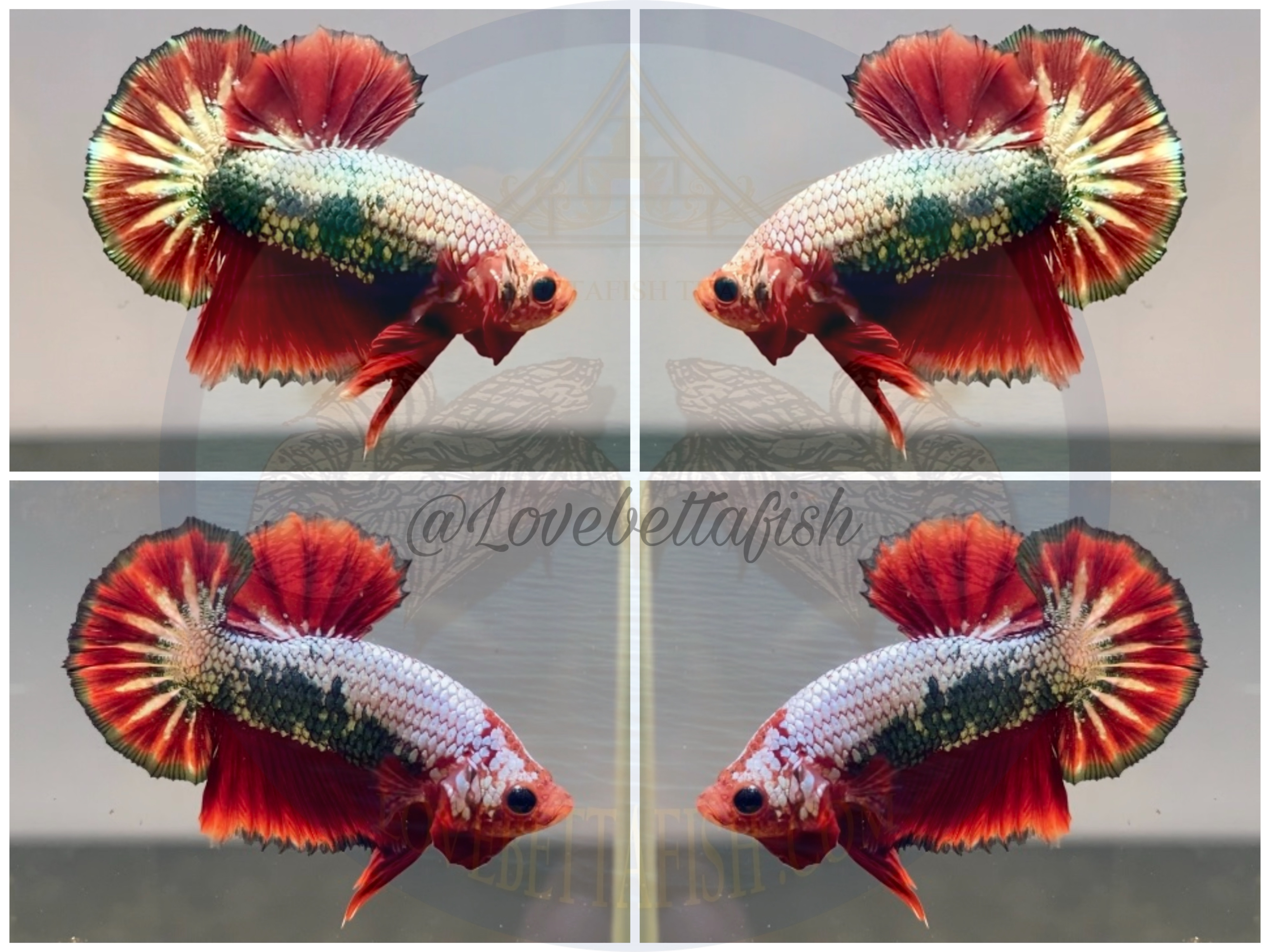 ปลากัดคัดเกรดครีบสั้น - Halfmoon Plakad Fancy Premium Quality Grade
