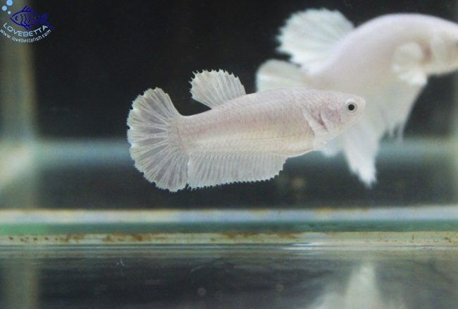 (ขายแล้วครับ)"คัดเกรด" Female White Platinum Grade AAA