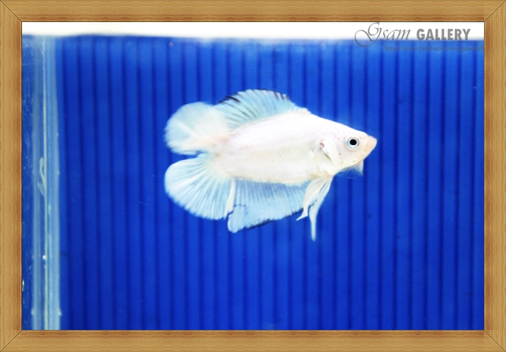ปลากัดครีบสั้นหางคู่ - Fancy Halfmoon Plakats Double Tails022