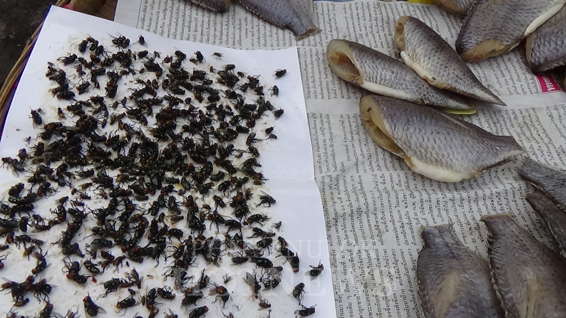 กาวเหนียวดักแมลง (ชนิดแผ่น ) 100 แผ่น