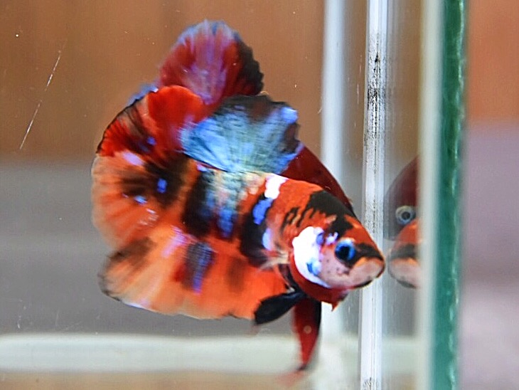 'นีโม่ ลายเสือ'ปลากัดคัดเกรดครีบสั้น - Halfmoon Plakad Fancy Nemo Tiger Premium Quality Grade