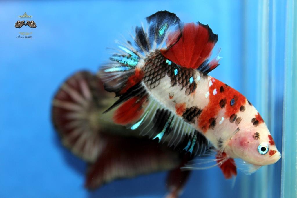 (ลายปลาคาร์พ)คัดเกรดปลากัดครีบสั้น-Halfmoon Plakad Premium Quality Grade Fancy Koi (เกรด AAA+)