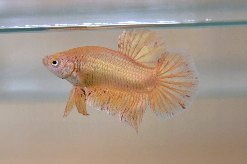 ปลากัดคัดเกรดครีบสั้น - Halfmoon Plakad Gold Quality Grade