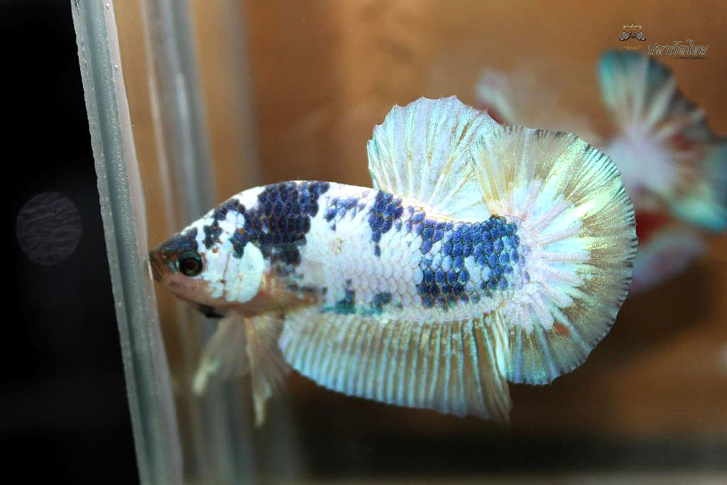 ปลากัดคัดเกรดครีบสั้น - Halfmoon Plakad Fancy Blue Marble Premium Quality Grade