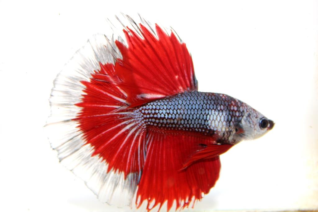 "คัดเกรดประกวด"ปลากัดครีบยาว-Halfmoon Fancy Red Butterfly Premium Quality Grade AAA+