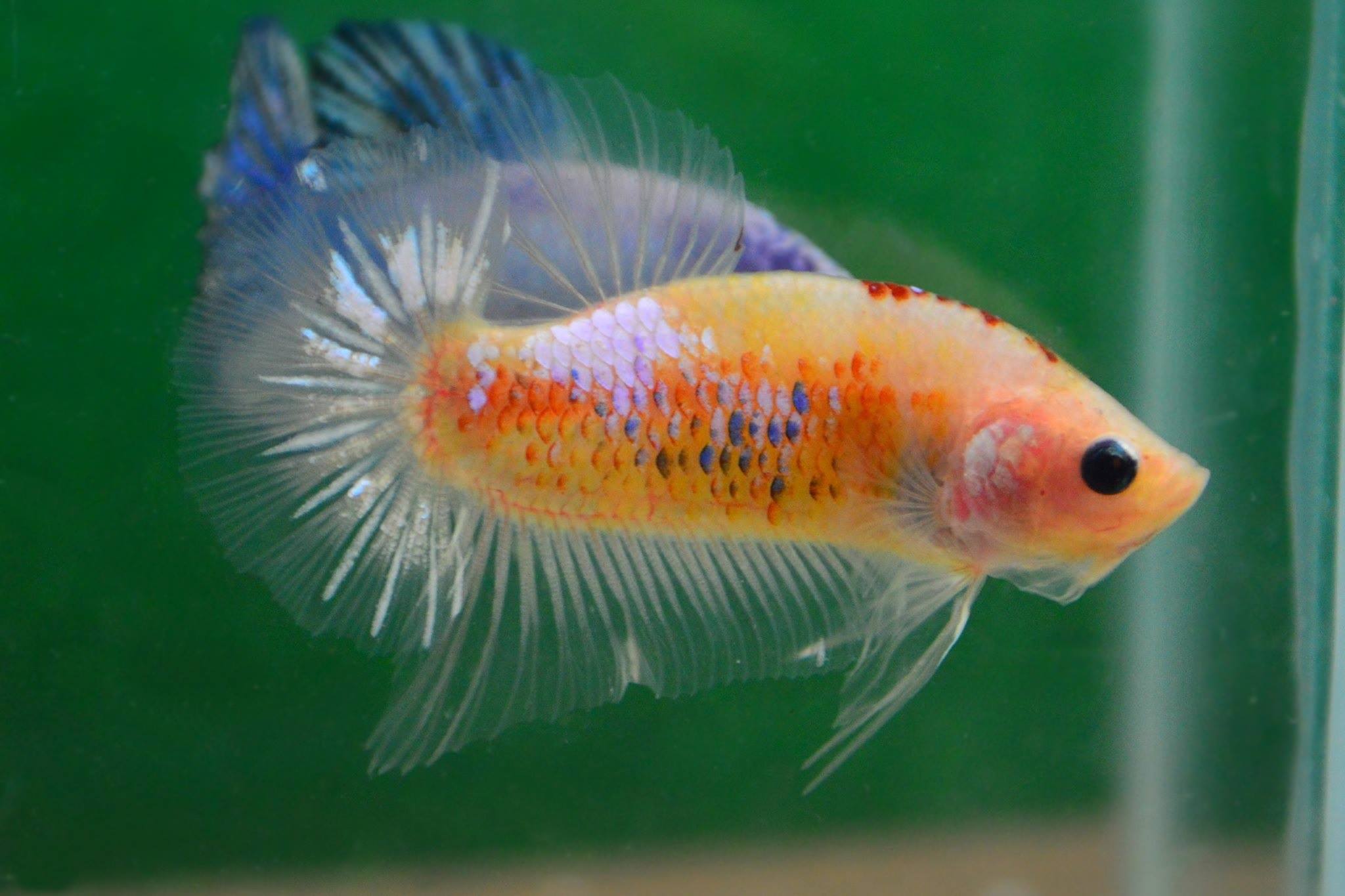 คัดเกรดปลากัดครีบสั้น-Halfmoon Plakat Fancy Yellow Koi