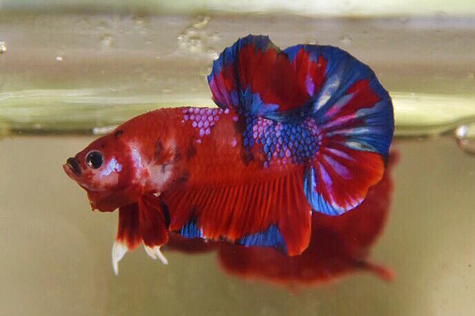 "แฟนซีโค่ยกาแลคซี่" ปลากัดคัดเกรดครีบสั้น - Halfmoon Plakad Fancy Koi Galaxy Premium Quality Grade