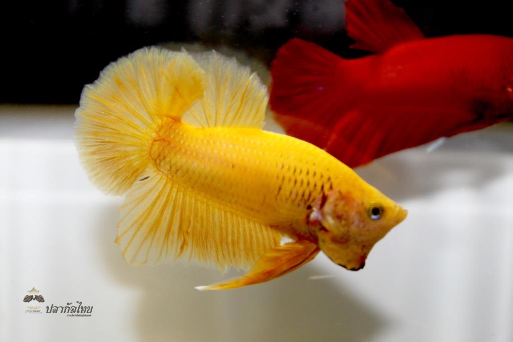 ปลากัดคัดเกรดครีบสั้น - Halfmoon Plakad Super Yellow Quality Grade