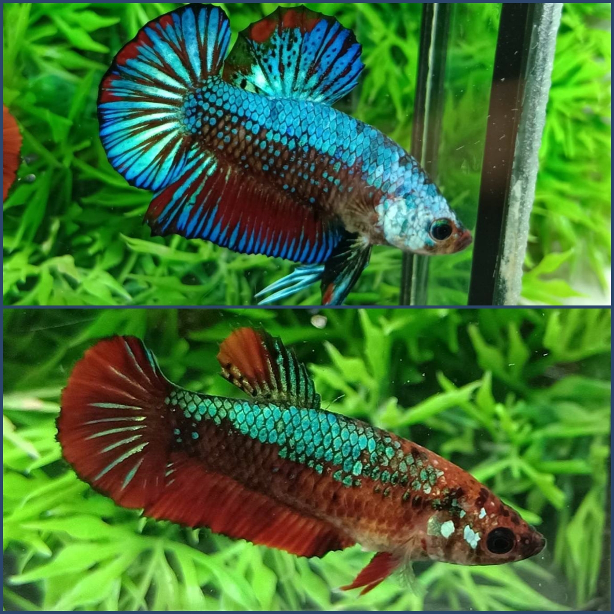 ปลากัดคัดเกรดครีบสั้นตัวผู้ตัวเมีย - 1 Pair Male-Female Halfmoon Plakad Fancy Premium Quality Grade