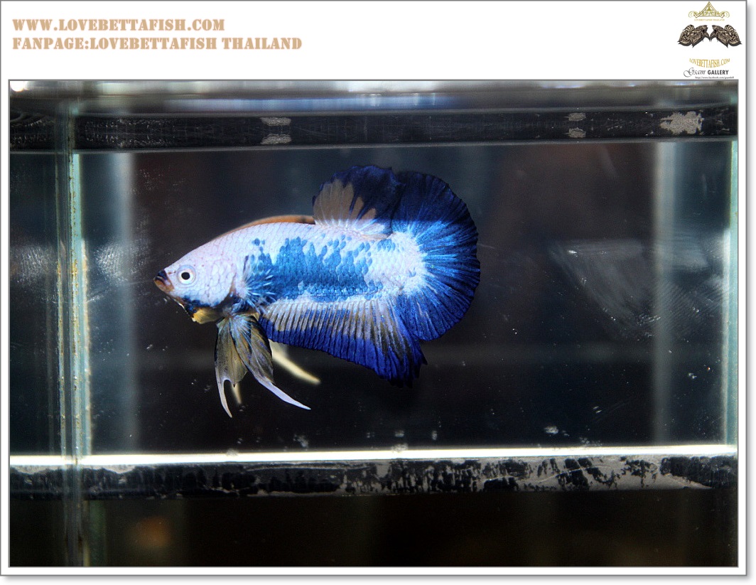 พิเศษ คัดเกรดปลากัดครีบสั้น-Halfmoon Plakat BLue Marble Quality Grade