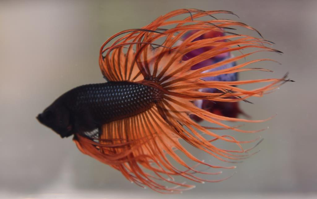 สีดำส้ม ปลากัดคัดเกรดหางมงกุฎ - CrownTails Black Orange Premium Quality Grade